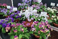 Ladyslippers Streptocarpus  -- On display @ GreenFuse Botanicals, Spring Trials 2016, a full compliment of Ladyslippers Streptocarpus.
