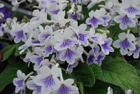 Ladyslippers Streptocarpus White Ice -- 