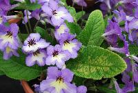 Ladyslippers Streptocarpus Blue White Center -- 