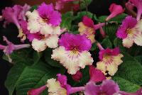 Ladyslippers Streptocarpus Yellow Pink Cap -- 