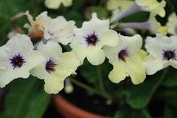 Ladyslippers Streptocarpus Yellow Blue Eye -- 