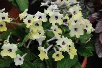 Ladyslippers Streptocarpus Yellow Blue Eye -- 