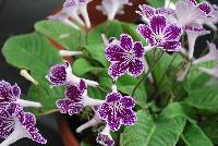 Ladyslippers Streptocarpus Grape Ice -- New in 2016.