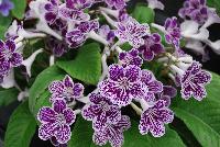 Ladyslippers Streptocarpus Grape Ice -- New in 2016.