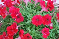 QT® Petunia Red -- New in 2016.