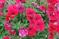 QT® Petunia Red -- New in 2016.