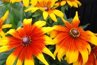  Rudbeckia hirta  -- An experimental variety from GreenFuse Botanicals Spring Trials, 2016.