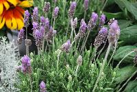  Lavandula dentata Paris -- A Pre-introduction from GreenFuse Botanicals Spring Trials, 2016.