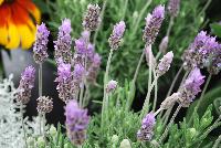  Lavandula dentata Paris -- A Pre-introduction from GreenFuse Botanicals Spring Trials, 2016.