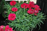 Constant Beauty Dianthus Raspberry -- New in 2016.