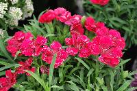 Constant Beauty Dianthus Raspberry -- New in 2016.