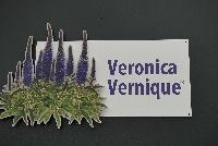 Vernique® Veronica  -- Veronica Vernique® now includes two new colors: 'Pink” and a bicolor named 'Shining Seas'.  These genetics do not require vernalization and can be finished for early spring to fall.  Grows to 10-14 inches with 8-12 inch spread. Hardy to Zone 4.  Crop planning for cell packs: Quart – 2 Gallon Containers, 1-3 ppp, 8-11 weeks to finish.  Temperatures of 55-65F night, 65-75F day.  Fertilize with 100-150 ppm N using balanced feed to maintain foliage color,  Include micro element source and Mn.  Ensure proper root growth by maintaining EC and moisture.  PH of 56666.6 – 6.2.  Pinch plants one established in finished container or at transplant.  B-9 is the most economical PGR, spray @ 1500-3500 ppm.  Also respond to Bonzi and Summagic at labeled rates.