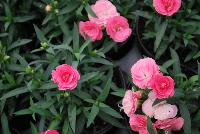 Cadence™Cherry Red Dianthus  -- 