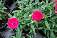 Cadence™Cherry Red Dianthus  -- 
