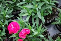 Cadence™Cherry Red Dianthus  -- 