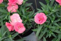 Cadence™Cherry Red Dianthus Salmon -- 