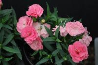 Cadence™Cherry Red Dianthus Salmon -- 