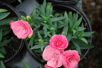 Cadence™Cherry Red Dianthus Salmon -- 