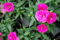 Cadence™Cherry Red Dianthus Raspberry -- 