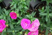 Cadence™Cherry Red Dianthus Raspberry -- 