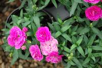 Cadence™Cherry Red Dianthus Raspberry -- 