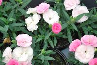 Cadence™Cherry Red Dianthus Peach -- 