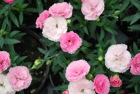 Cadence™Cherry Red Dianthus Peach -- 