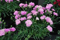 Constant Beauty® Dianthus Pink -- 