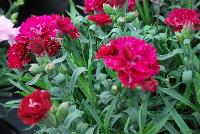 Constant Beauty® Dianthus Garnet -- New in 2016.