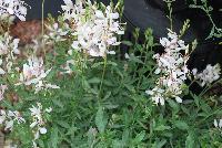  Gaura Bantam White -- New in 2016.