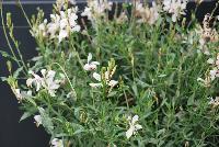  Gaura Bantam White -- New in 2016.