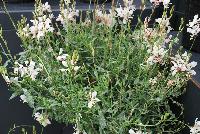  Gaura Bantam White -- New in 2016.