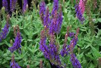 Swifty® Salvia nemorosa Violet Blue -- 