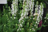 Swifty® Salvia nemorosa White -- 