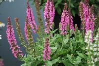 Swifty® Salvia nemorosa Deep Rose -- 