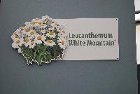  Leucanthemum White Mountain® -- 