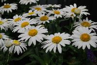  Leucanthemum Darling Daisy® -- 