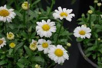  Leucanthemum Darling Daisy® -- 