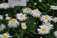  Leucanthemum Angel Daisy® -- 