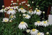  Leucanthemum Angel Daisy® -- 