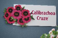 Cruze® Calibrachoa  -- As seen @ GreenFuse Botanicals Spring Trials, 2016.  The Flowers that Last.....