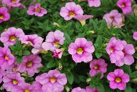 Cruze® Calibrachoa Pink -- New in 2016.