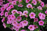 Cruze® Calibrachoa Pink -- New in 2016.