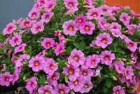 Cruze® Calibrachoa Pink -- New in 2016.