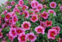 Cruze® Calibrachoa Pink Delicious -- 