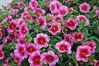 Cruze® Calibrachoa Pink Delicious -- 