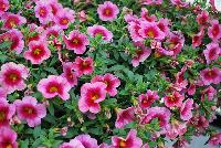 Cruze® Calibrachoa Pink Delicious -- 