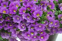 Cruze® Calibrachoa Lavender -- 