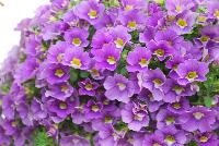 Cruze® Calibrachoa Lavender -- 
