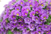 Cruze® Calibrachoa Lavender -- 